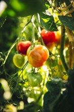 Close up of tomatoes growing on vines