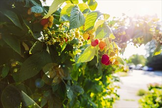 Close up of raspberries growing on leafy vines