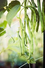 Close up of green beans growing on vine
