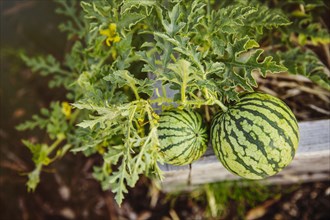 Close up of watermelons growing on plant in garden