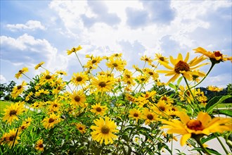 Close up of flowers under blue sky