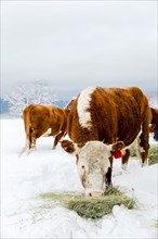 Cattle grazing on hay in snowy field