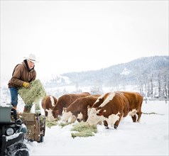 Caucasian farmer feeding cattle in snowy field