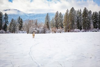 Deer standing in snowy field