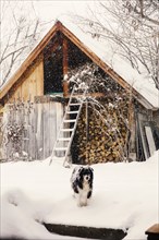 Dog standing in snowy backyard