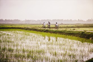 Tourists riding bicycles in rural landscape