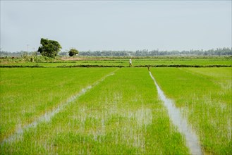 Farmer walking in rural rice field