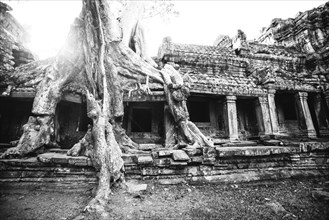 Tree growing on ruins at Angkor Wat