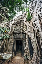 Tree growing over ruins at Angkor Wat