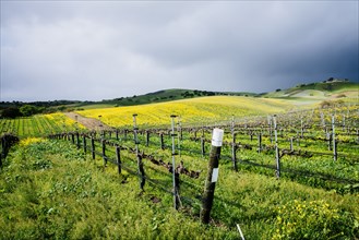 Vineyard on green rolling landscape