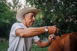 Caucasian farmer injecting cow with vaccine