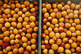 Close up of peaches in wheelbarrow