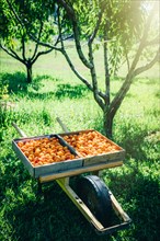 Peaches in wheelbarrow near trees