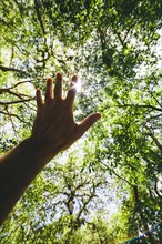 Hispanic man reaching for forest canopy
