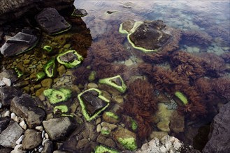 Green algae on rocks at beach