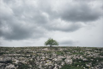 Tree in rocky landscape under clouds