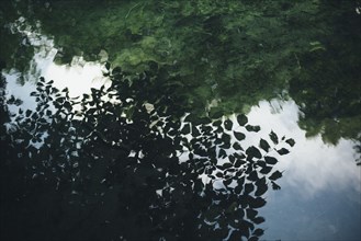 Reflection of green leaves in still water