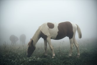 Horse grazing in foggy pasture