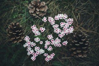 Pine cones and flowers in grass