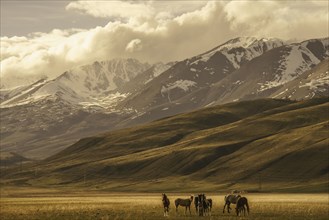 Horses in valley near mountains
