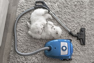 Fluffy white dogs laying on shag carpet near vacuum