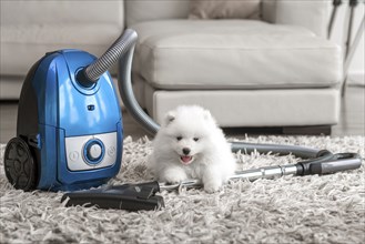 Fluffy white dog laying on shag carpet near vacuum