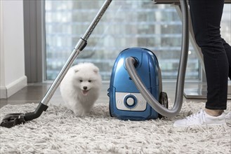 Woman using vacuum standing near fluffy white dog