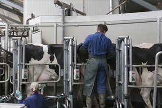 Caucasian workers with milking cows