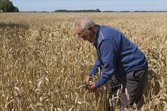 Caucasian farmer examining wheat crop