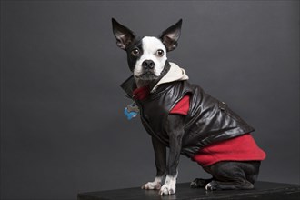 Portrait of dog wearing leather jacket