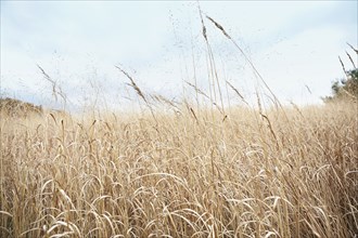 Wheat stalks growing in field