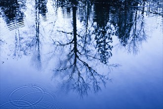 Reflection of bare trees in rippling water