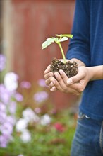 Japanese gardener holding potted plant outdoors