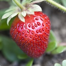 Close up of strawberry on vine