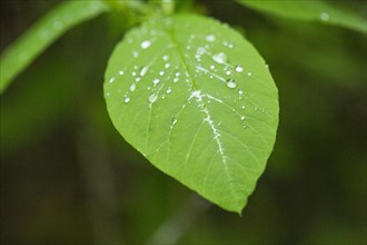Close up of dewdrops on leaf