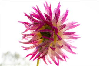 Close up of pink dahlia