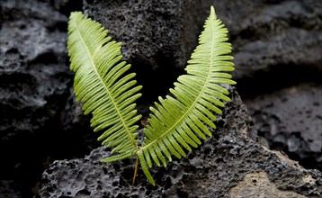 Close up of fern growing on volcanic rock