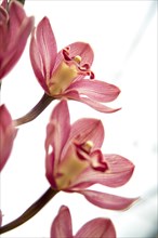 Close up of blooming orchids