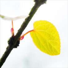 Close up of leaf growing on branch