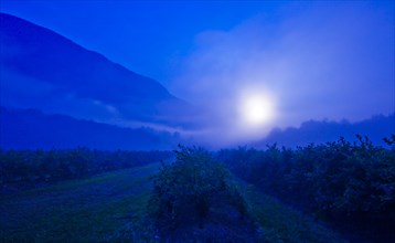 Blueberry bushes on farm at night