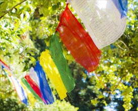 Prayer flags hanging in tree