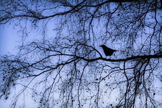 Silhouette of bird on tree branch