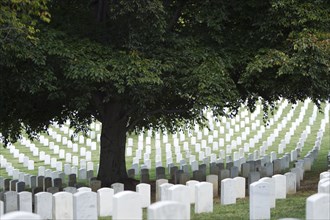 Tree shading headstones in military cemetery