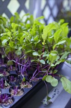 High angle view of plants growing in tray