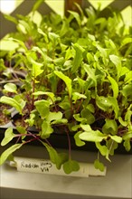 High angle view of plants growing in tray