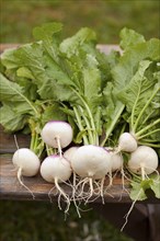 Close up of fresh turnips