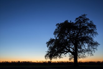 Silhouette of tree in rural field under sunset sky