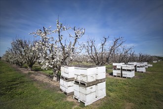 Beehives near cherry trees on farm