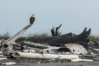 Bald eagle perching on driftwood on beach