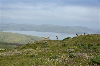 Elk grazing on hilltop in remote landscape
